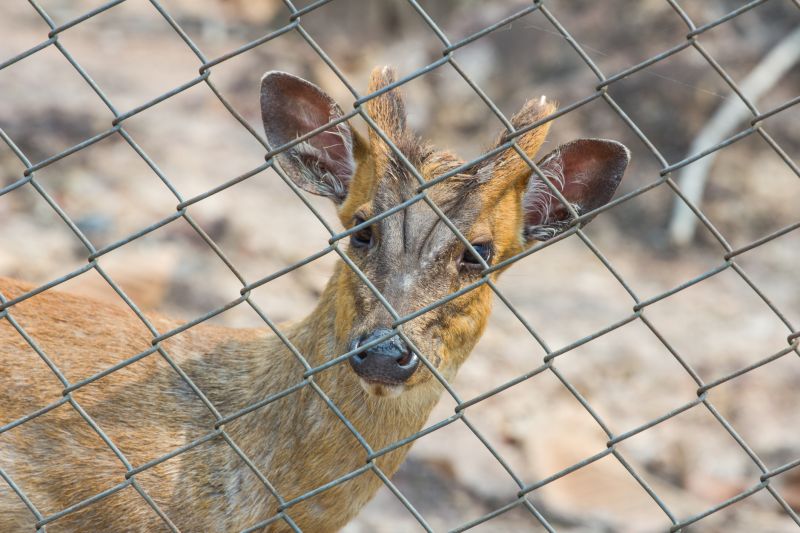 Deer Fence Installation Costs — Cost of Deer Fence Installation
