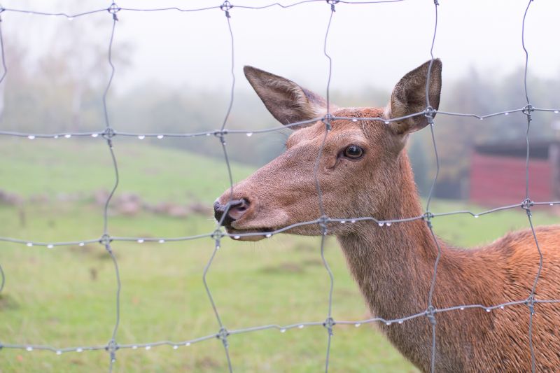 Deer Fence in Landscape