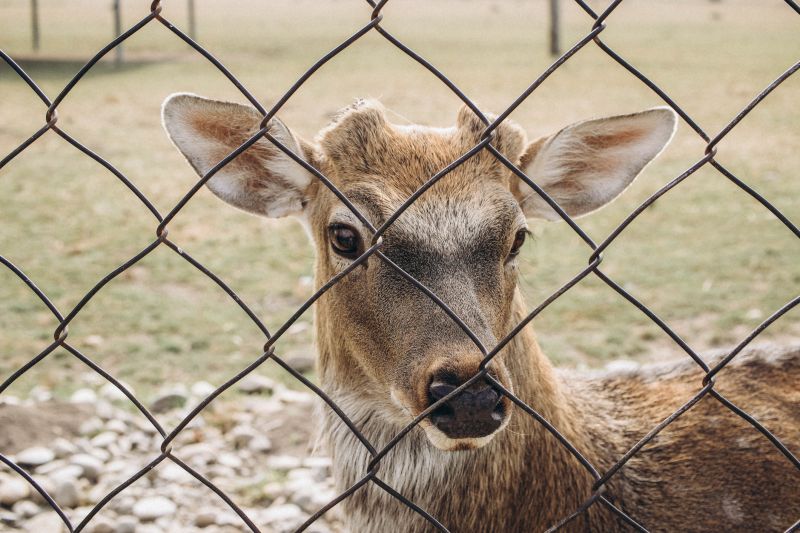 Deer Fence in Spring