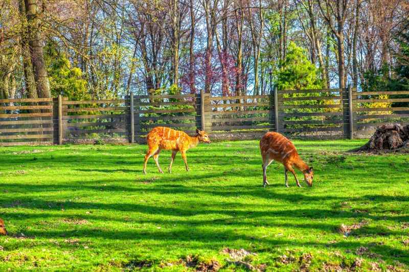 Fall Deer Fence Setup