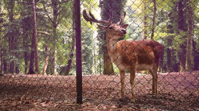 Create a Physical Barrier Against Deer