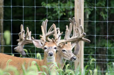 Keep Deer Out of Your Gardens and Landscaping