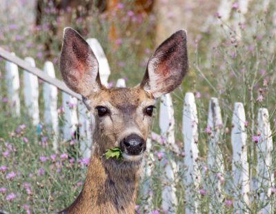 Keep Deer Out