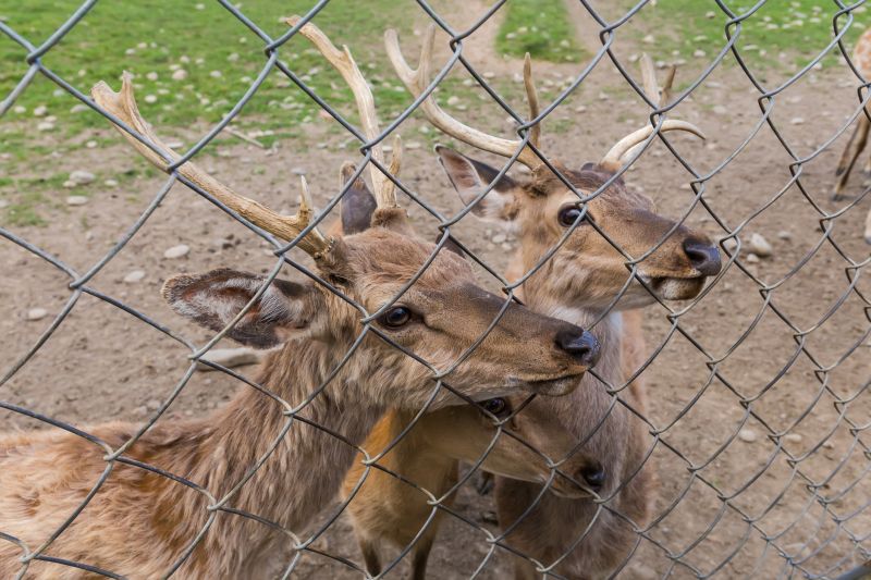 Contact About Deer Fence Installation